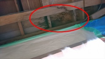 解体、雨漏りシミ確認