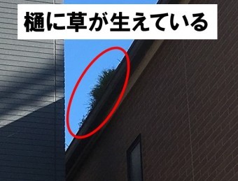 樋に草が生えている