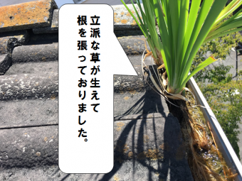 門真市 軒樋に雑草が根を張っている