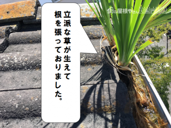 門真市 軒樋に雑草が根を張っている