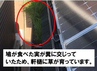 軒樋で草が成長している