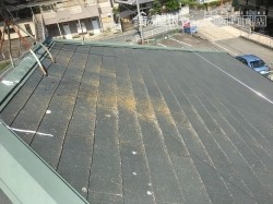 カラーベスト苔