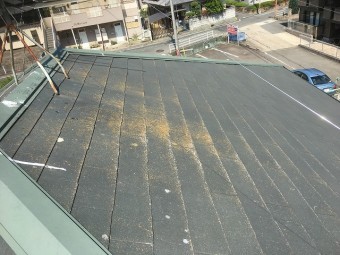 カラーベスト苔