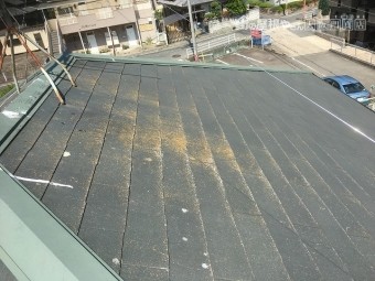 カラーベスト苔