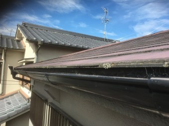 軒先コケ