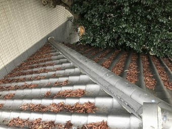 屋根上に大量の枯葉が溜まっています。