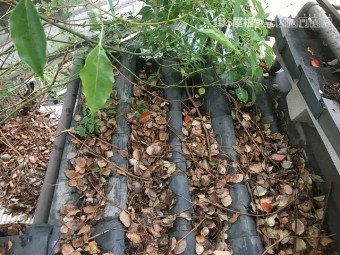 瓦屋根に落葉びっしり