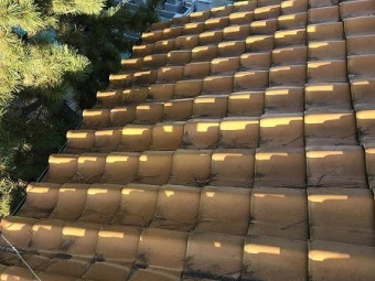松葉が積もっている