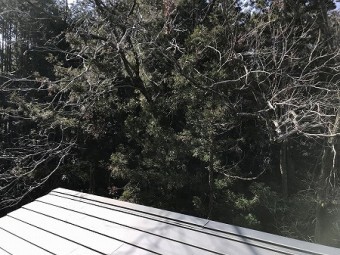 裏に雑木林が茂っております。