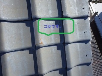 瓦のコケ