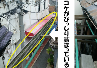 コケびっしり