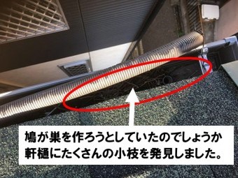 樋に小枝がびっしり