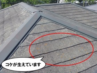 コケが生えています