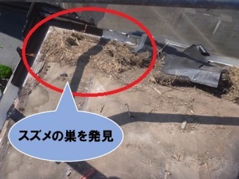 スズメの巣を発見