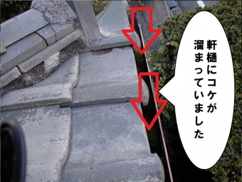 軒樋にコケがたまっていました