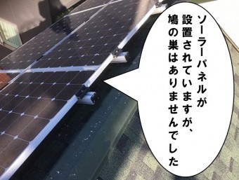 鳩の巣はありません