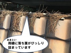 雨漏り修理 雨樋に落ち葉が詰まっている
