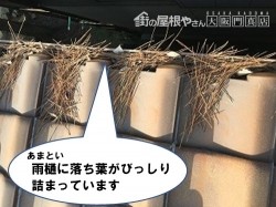 雨漏り修理 雨樋に落ち葉が詰まっている