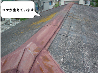 コケがはえています