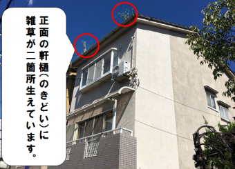 門真市 軒樋に雑草がはえている