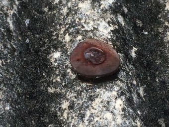 サビた屋根釘