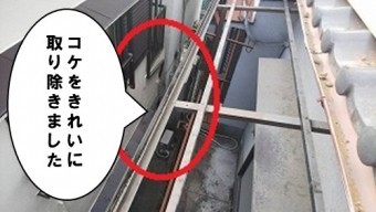 コケをきれいに取り除きました