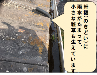 門真市 軒樋に小さな雑草が生えています