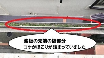 波板先端の樋部分、コケが溜まっていました