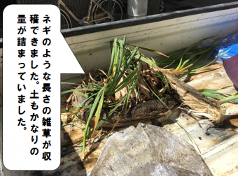門真市 樋掃除で雑草を取り除きました