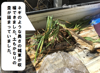 門真市 樋掃除で雑草を取り除きました
