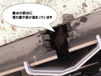 集水の部分に落ち葉や泥