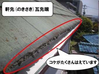 軒先瓦部分にもコケがびっしり