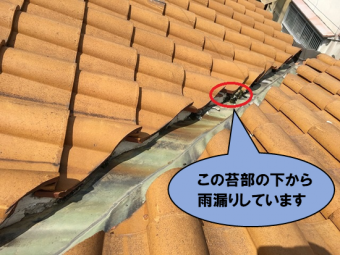 苔部の下から雨漏りしています