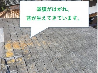 塗膜がはがれ苔