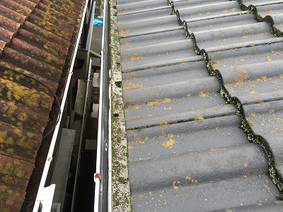 軒コケ　枚方市