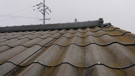 ニューウェーブ表面苔