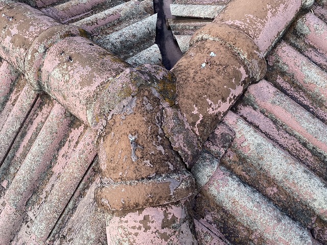 モニエルコケ　八幡市