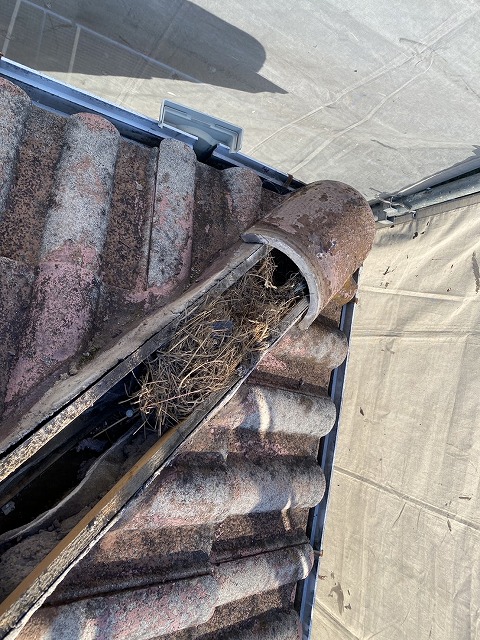 鳥の巣　八幡市