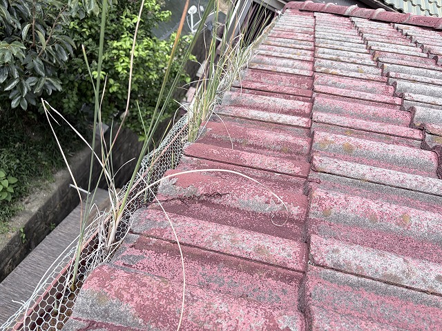 枚方市で軒樋から50cmの雑草が！ゴルフ場の落ち葉と金網が原因？実質3階建ての高さの屋根を徹底調査