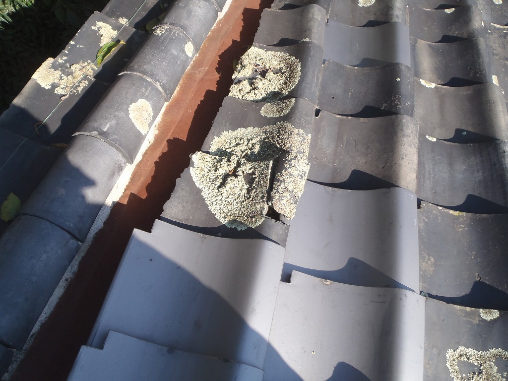 瓦コケ　高槻市