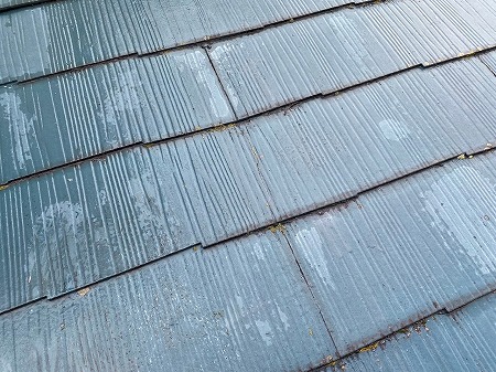 カラーベスト重なり目に苔